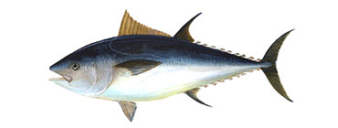 Bluefin