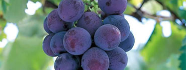 Grapes