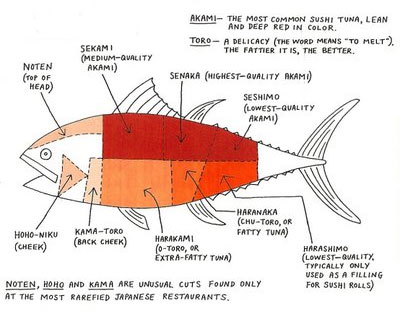 Bluefin Tuna